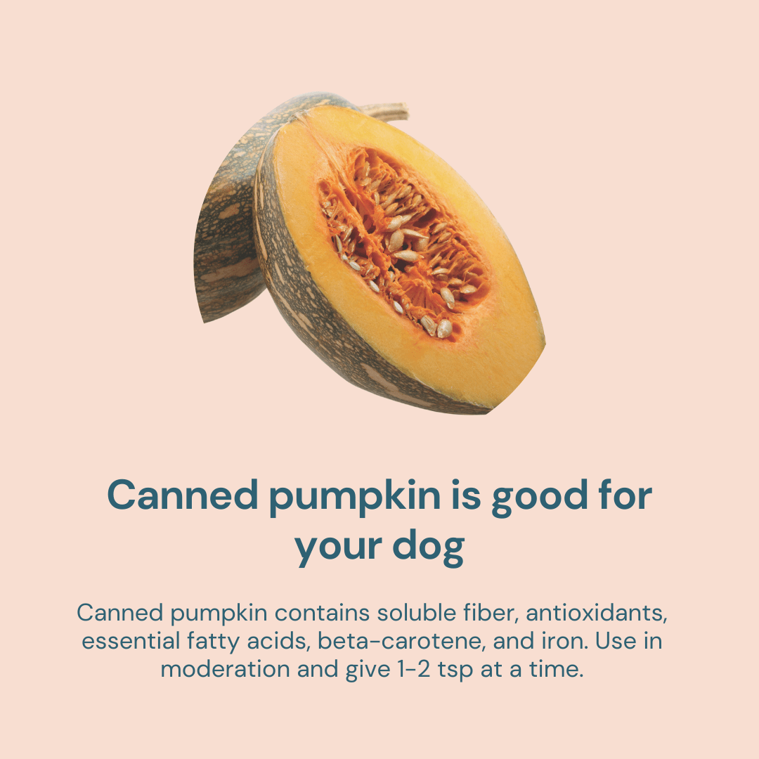 can pumpkin is good for your dog