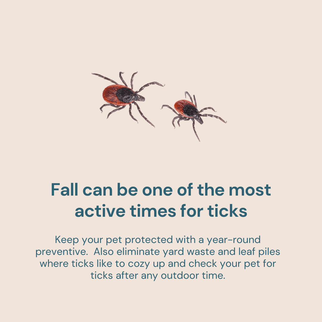 fall is active time for ticks